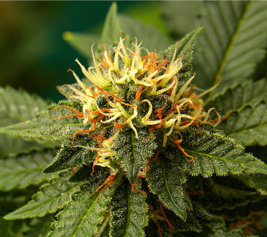 Close-up of Super Lemon Haze cannabis bud with orange pistils and trichome-covered green leaves.